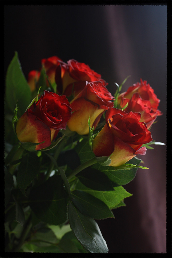 Rosas con luz de ventana