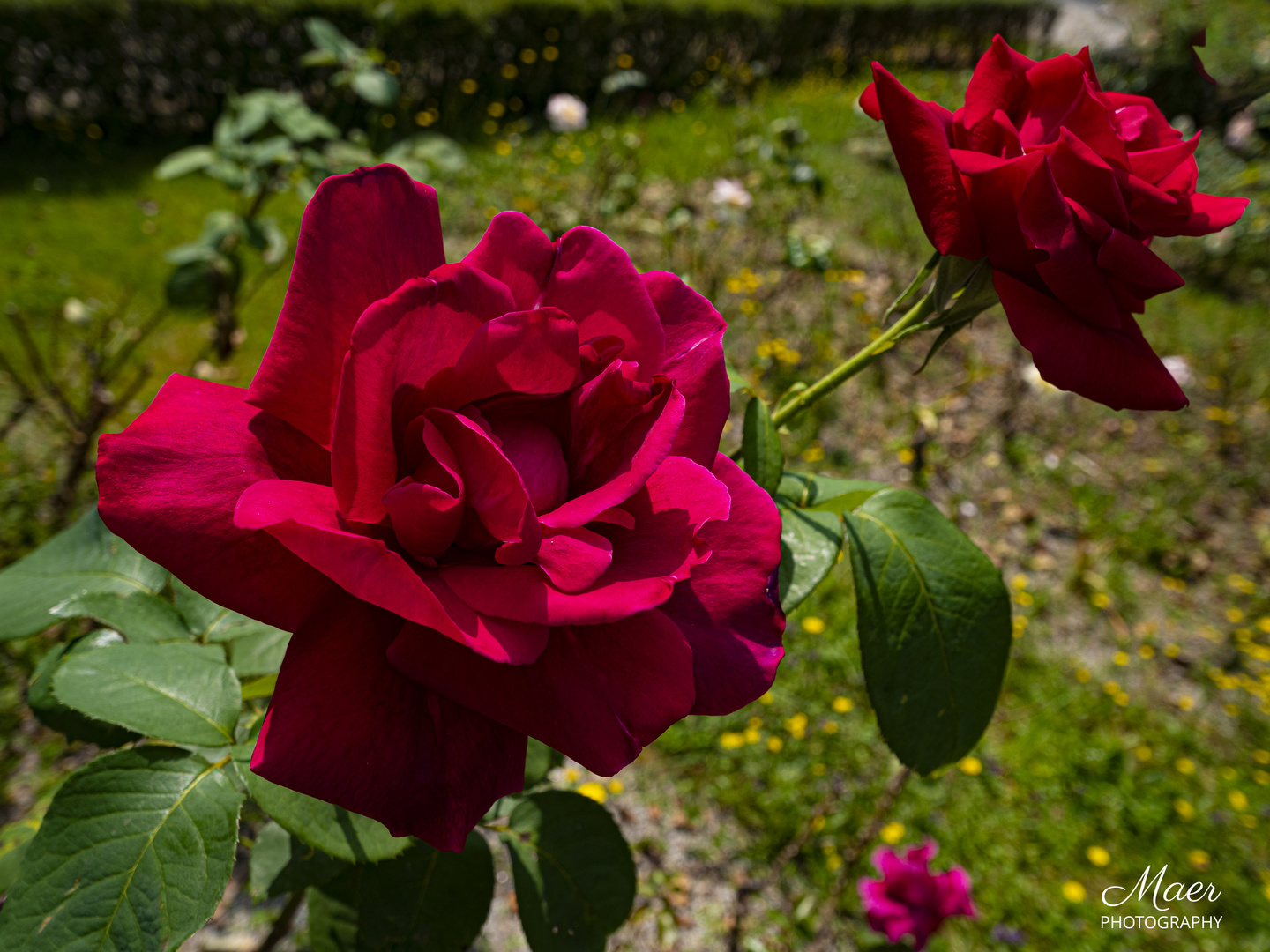 Rosas de esta mañana.