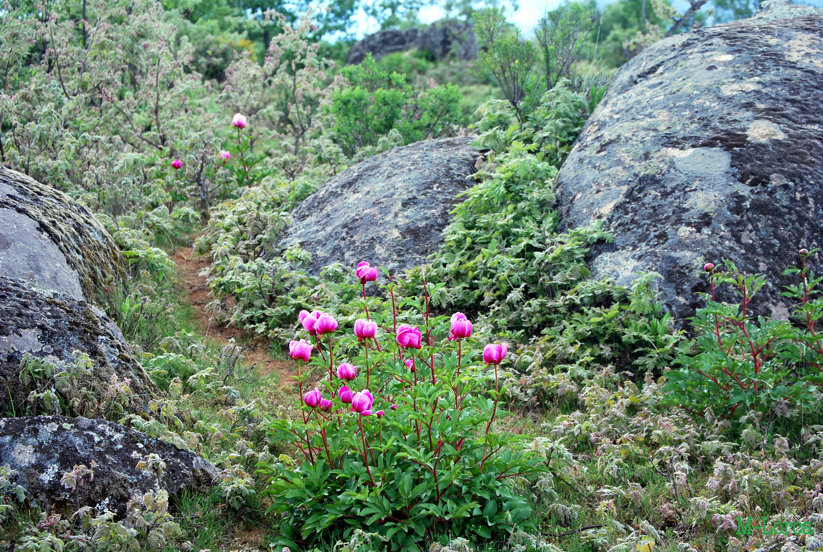 rosas de lagarto en el camino