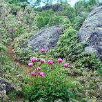 rosas de lagarto en el camino