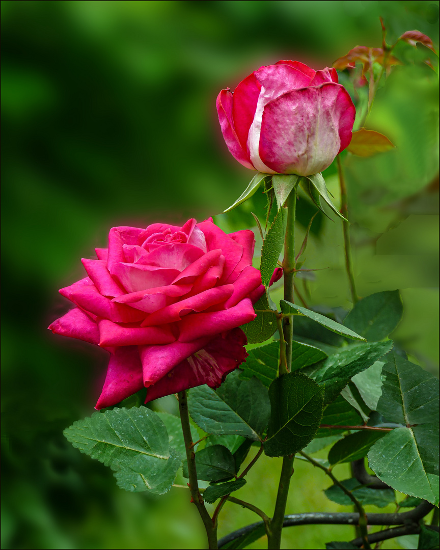 Rosas de mi jardin.