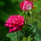 Rosas de mi jardin.