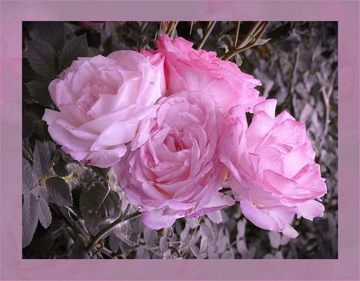   Rosas del verano 2016