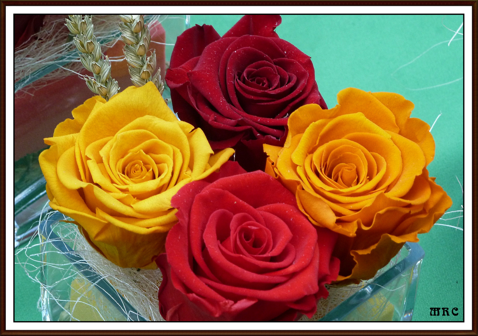 ROSAS, DUPLICACION