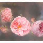 Rosas en atelier 