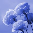 Rosas en Azul