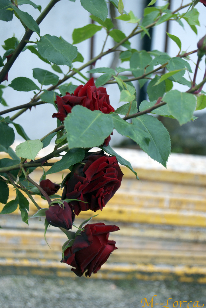 rosas en mis paseos por el pueblo