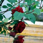 rosas en mis paseos por el pueblo