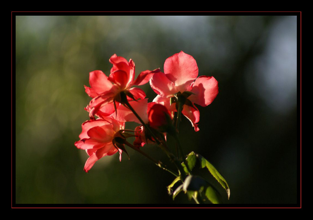 Rosas en Otoño 1