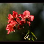 Rosas en Otoño 1