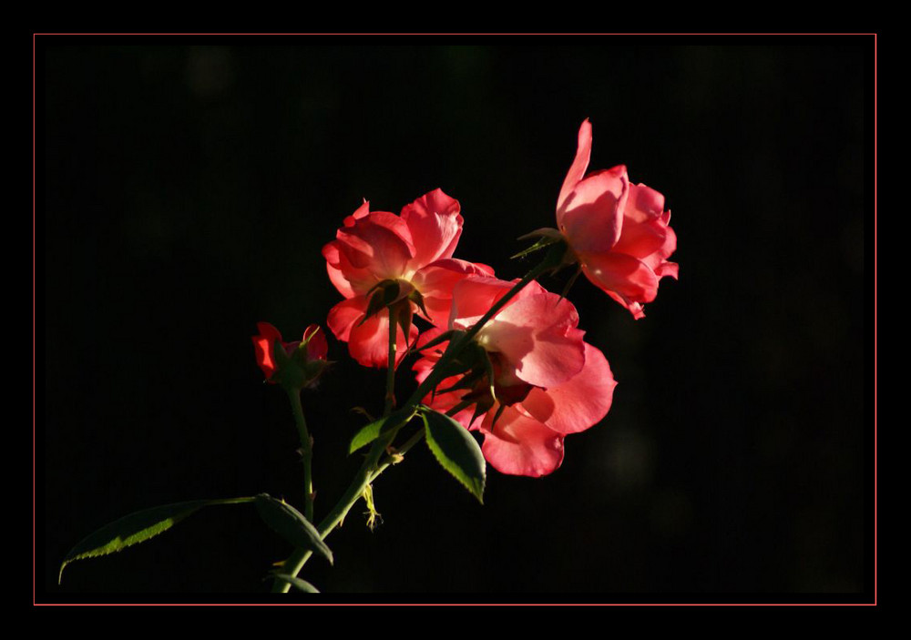 Rosas en Otoño 2