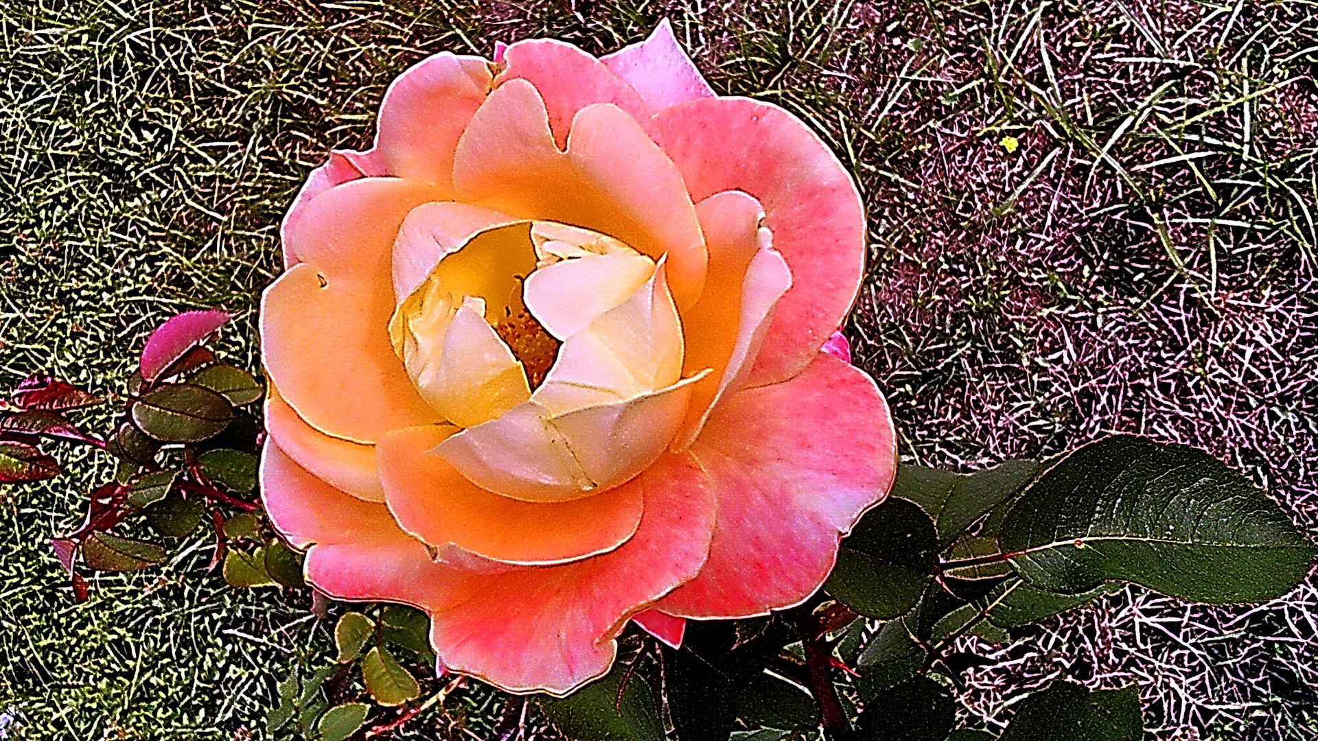 Rosas en Otoño