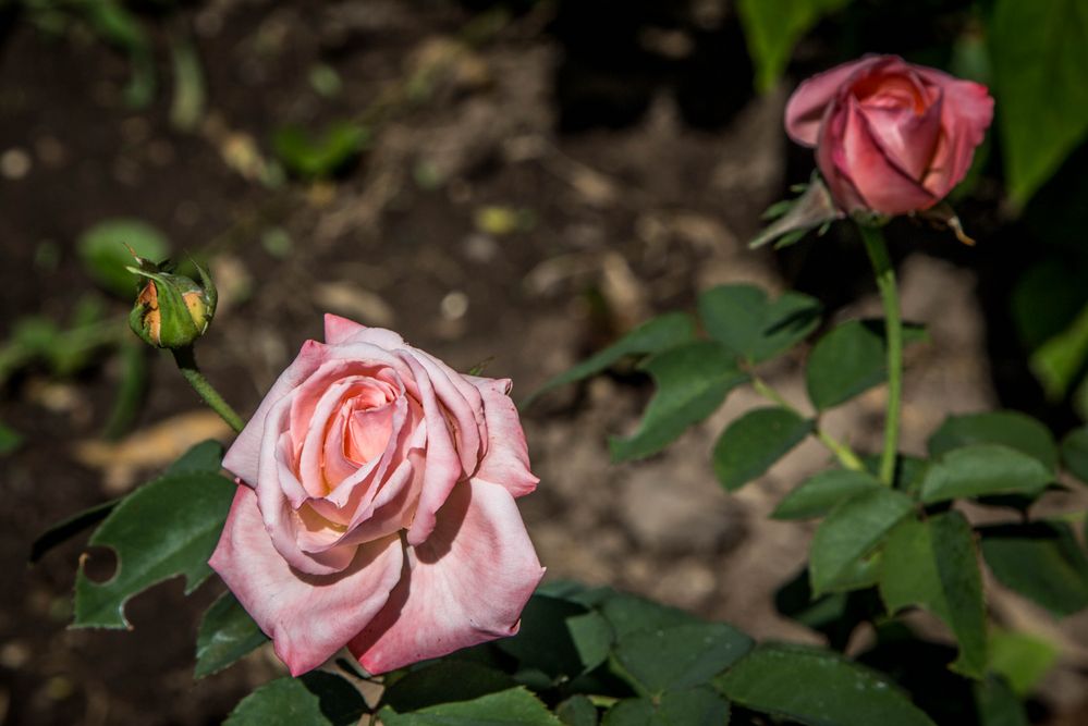 Rosas pálidas