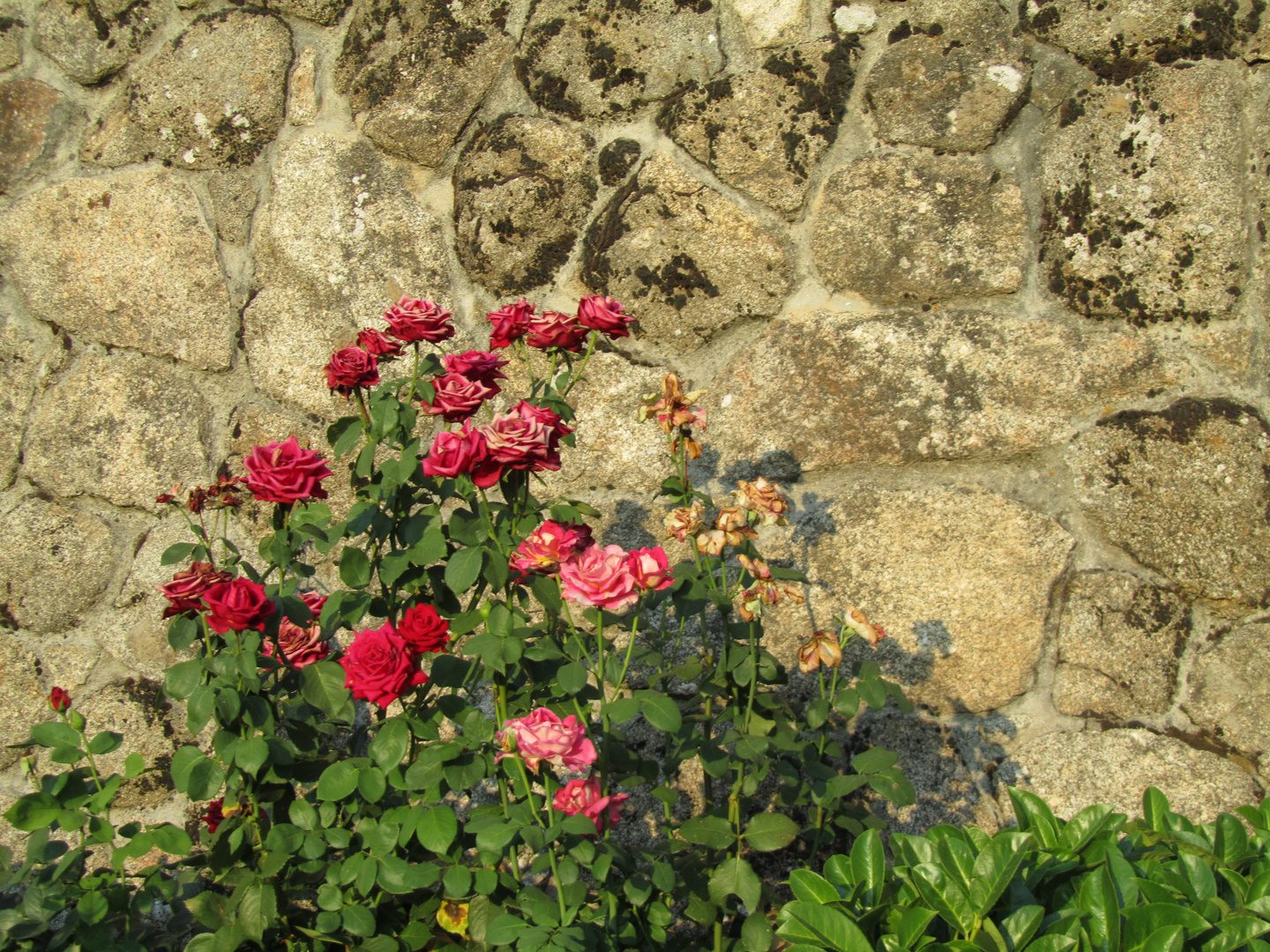 "Rosas para María"( in memoriam)