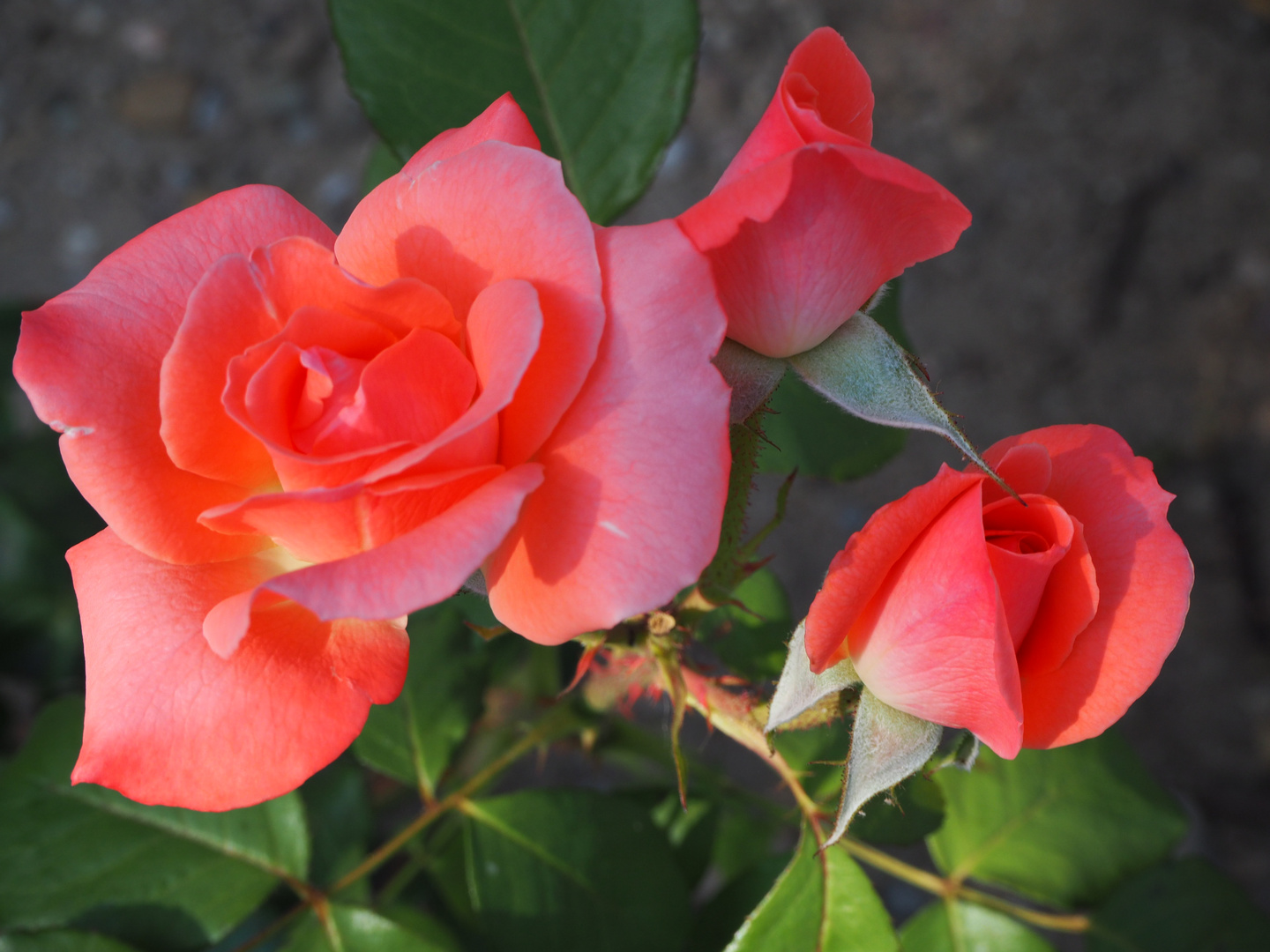 Rosas que todavia aguantan el sol