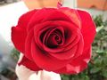 Rosas Rojas