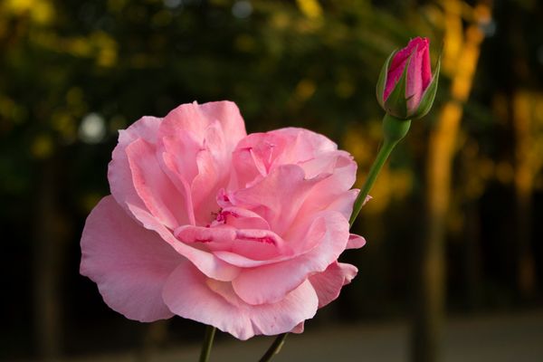 Rosas rosa