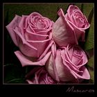 Rosas rosa