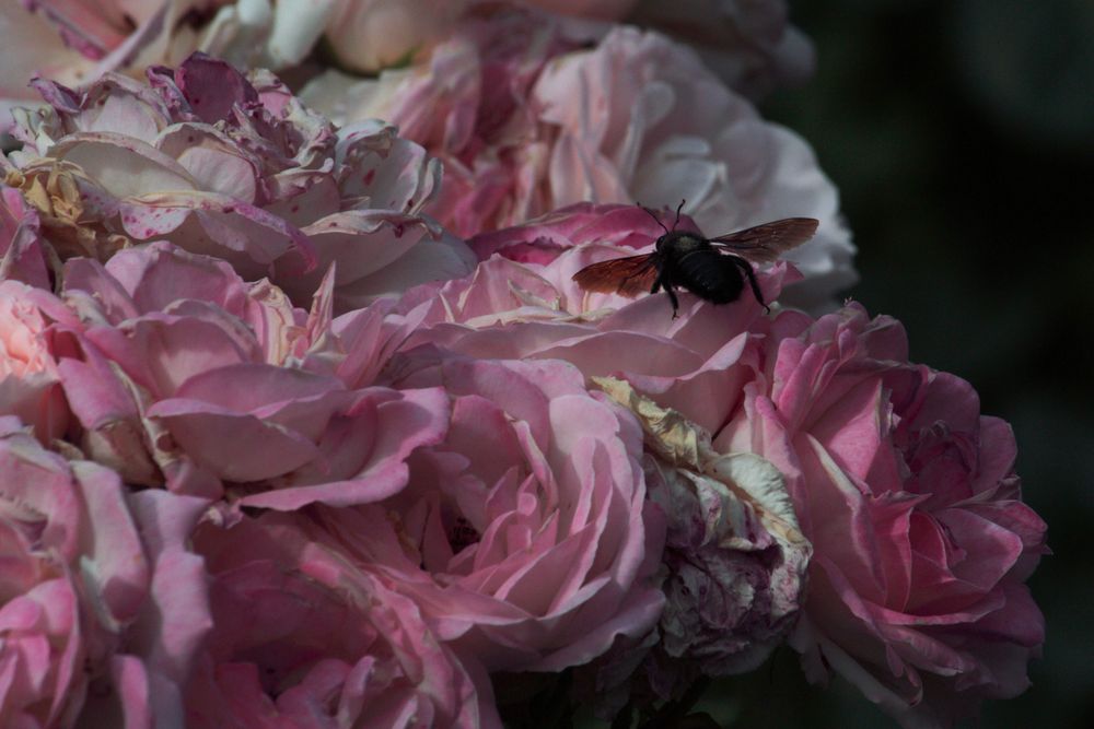 rosas rosas y moscón al vuelo