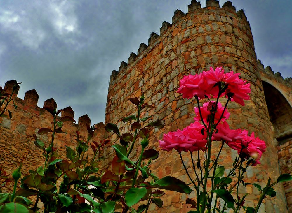 ROSAS TAN BELLAS COMO LA MURALLA AVILENSE. de ANTONIO MARTIN CALLEJAS 