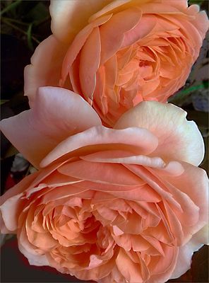  Rosas  vistas de cerca 