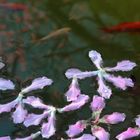 rosas y naranjas