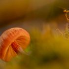 Rosaschneidiger Helmling