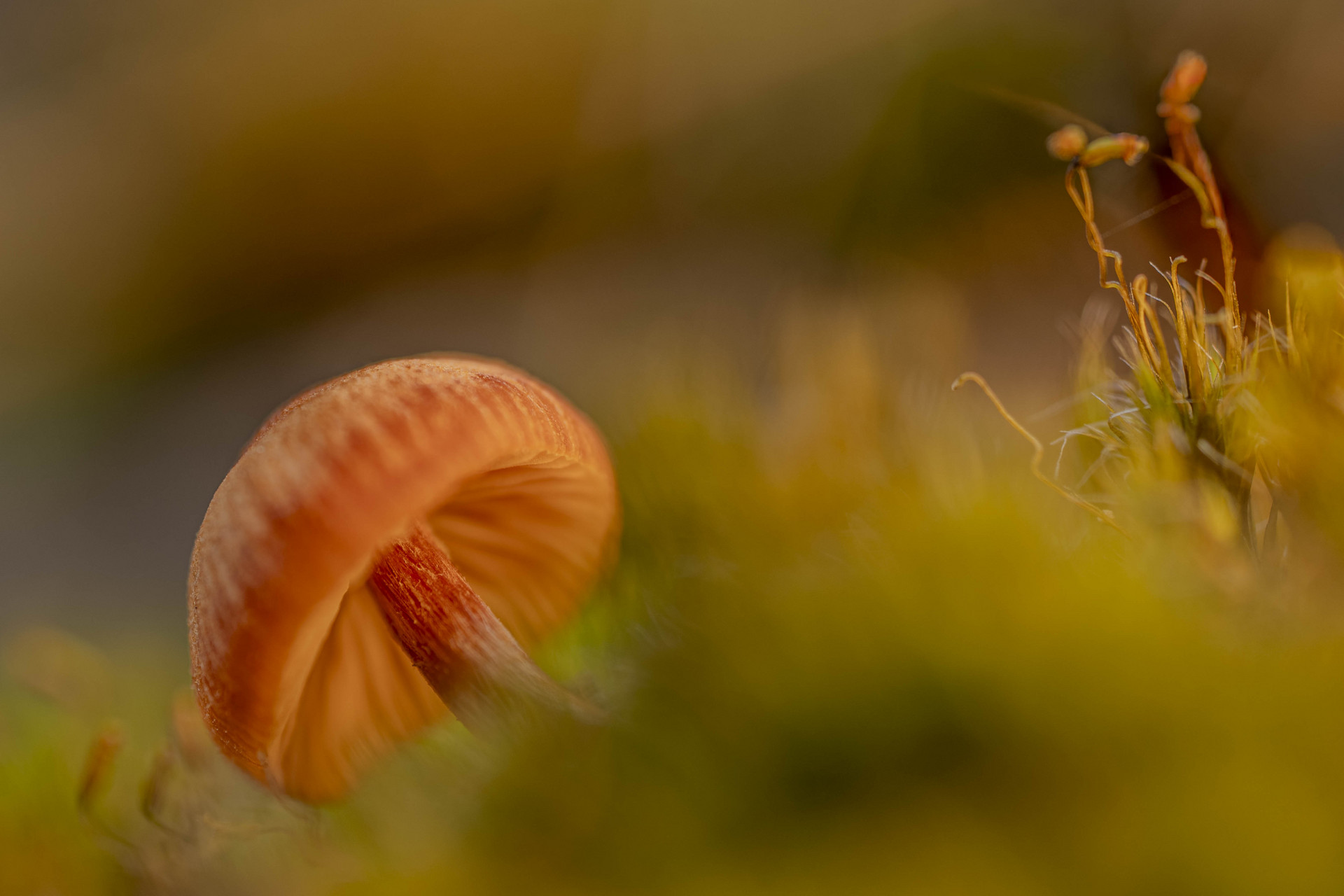 Rosaschneidiger Helmling