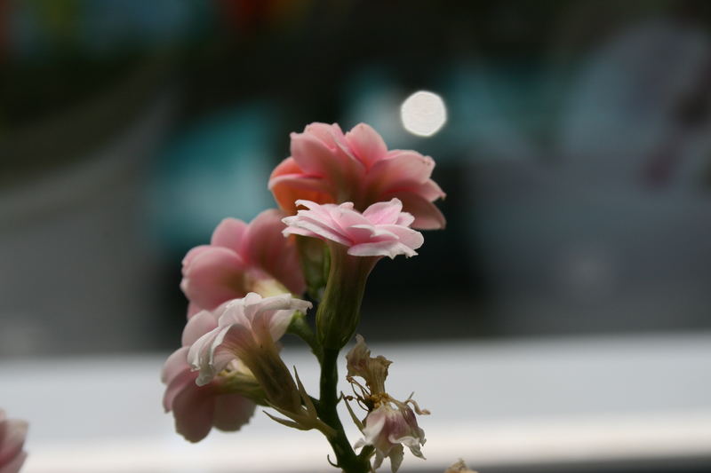 Rosaschön vor dem Fenster