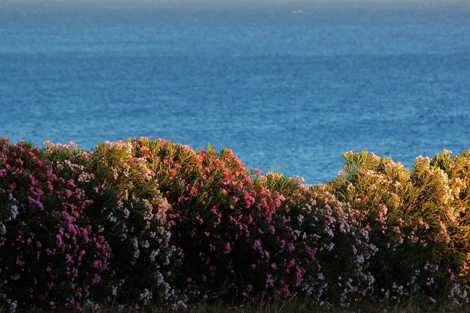 rosa,verde,bianco e celeste