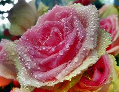rosaweiße Rosa mit Tropfen in Surreal Red Light