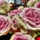 rosaweiße Rosenblüten mit Tropfen in Mikrodetails intensiv