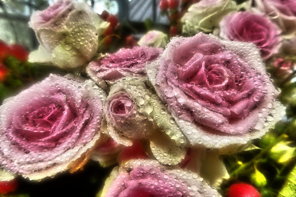 rosaweiße Rosenblüten mit Tropfen in Mikrodetails intensiv
