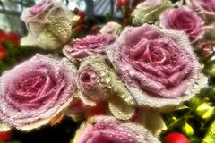 rosaweiße Rosenblüten mit Tropfen in Mikrodetails intensiv