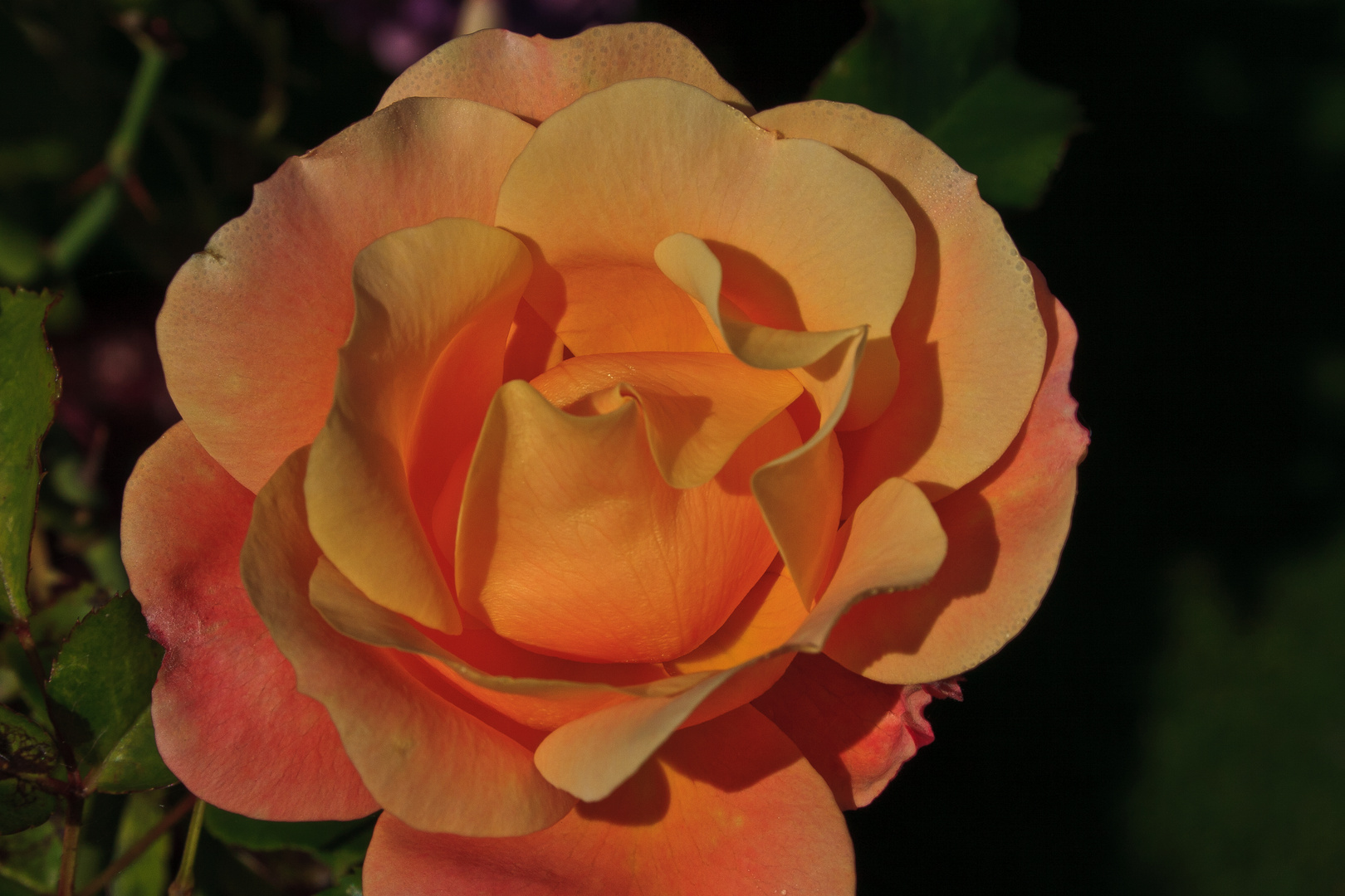 Rose 004
