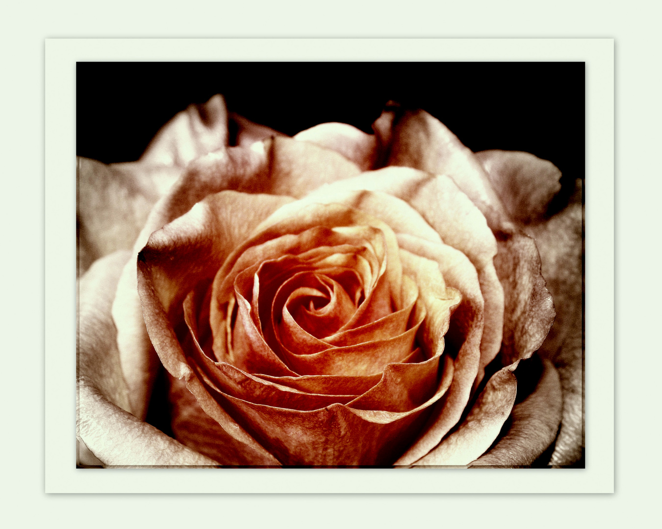 ~Rose 02~