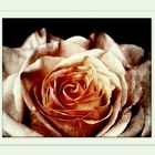 ~Rose 02~