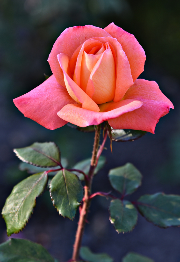Rose 03