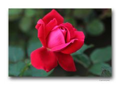 Rose # 0623