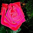 Rose 07