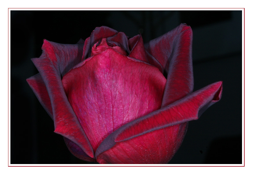 rose #0750 November Rose, die Letzte