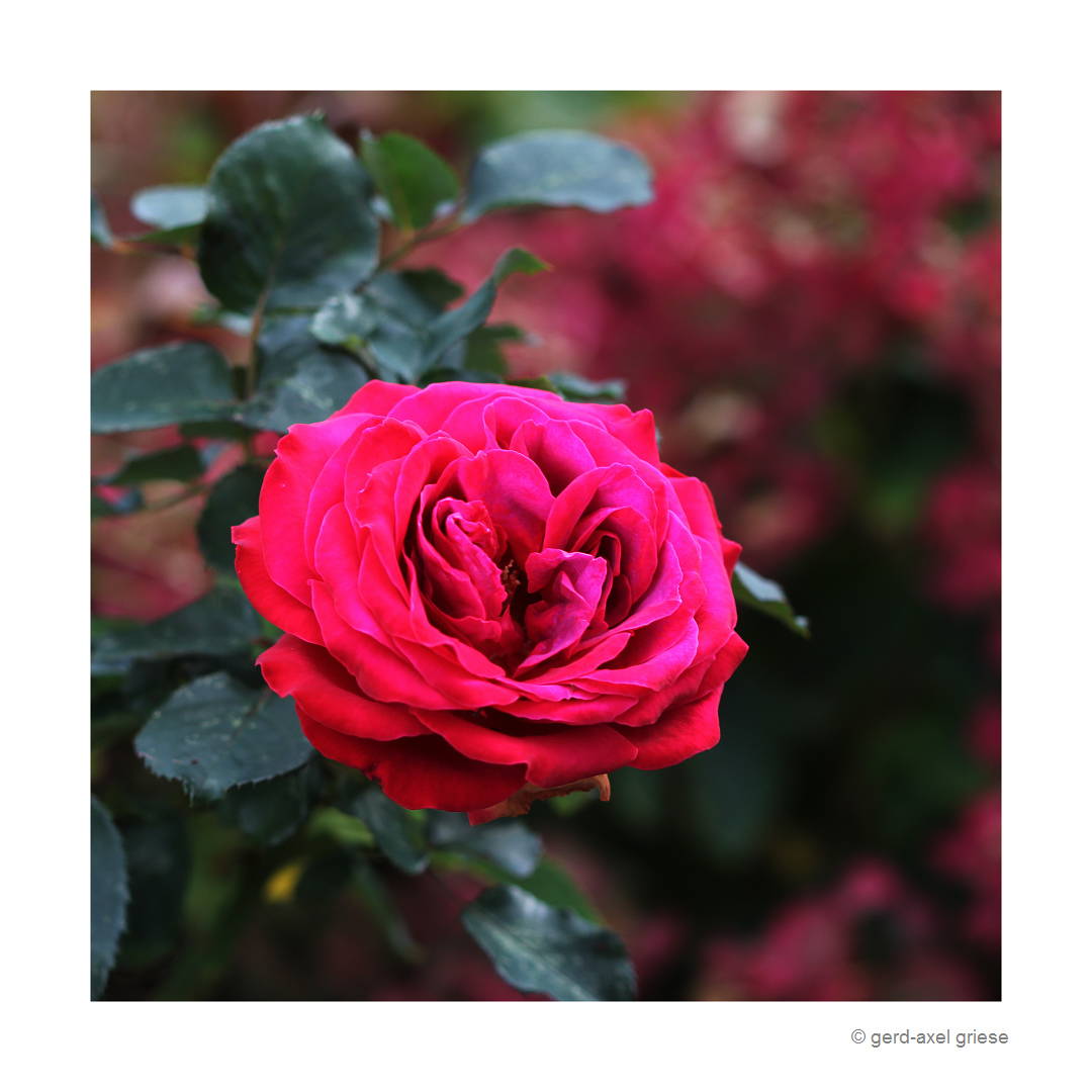 Rose # 0782