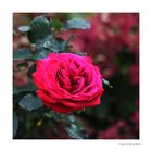 Rose # 0782