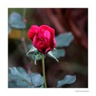Rose # 0783