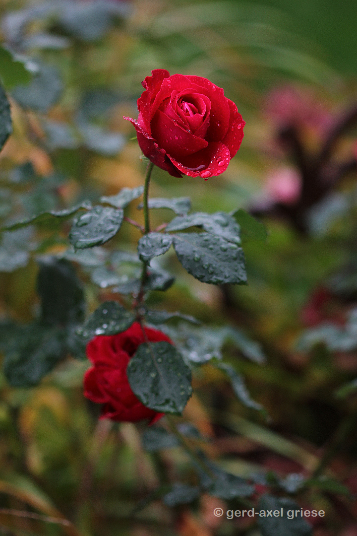 Rose # 0950