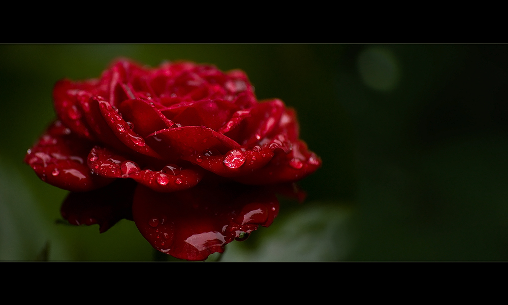 - Rose -