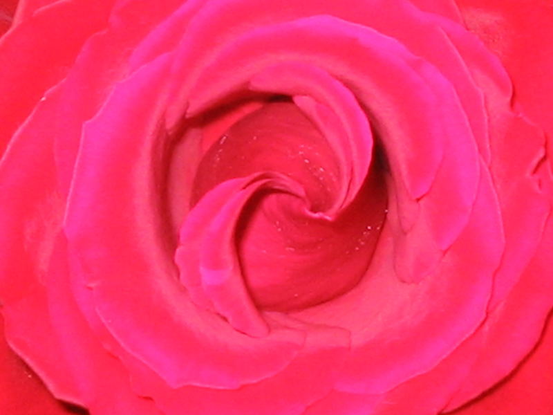 Rose 1