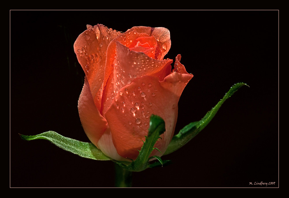 Rose 1