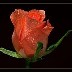 Rose 1