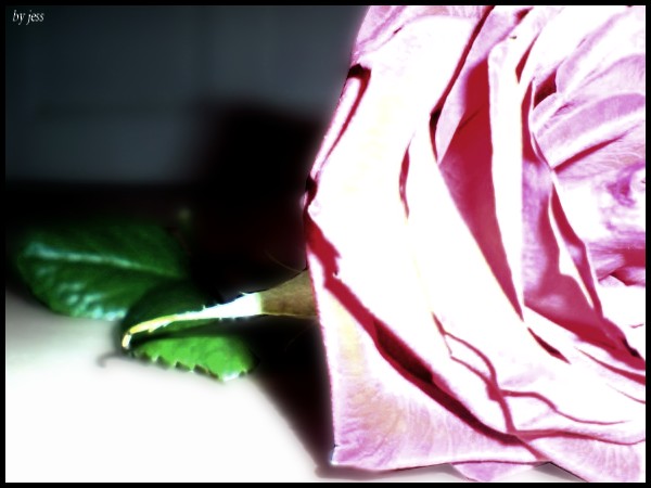 Rose 1